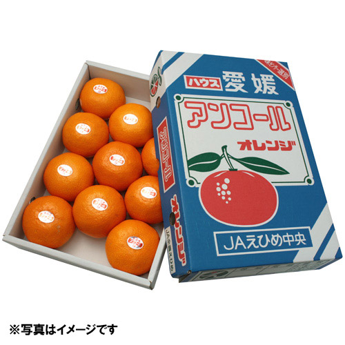 ＜愛媛県産＞アンコールオレンジ 2kg<br>【受注締め切り日：2023/4/15】