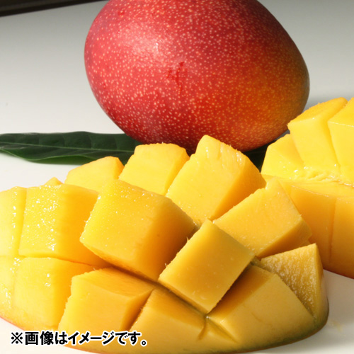 【送料込】＜宮崎県産＞完熟マンゴー（4玉）1.8kg