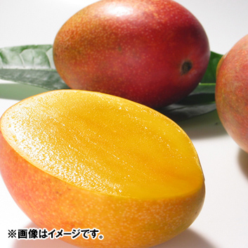 【送料込】＜沖縄県産＞アップルマンゴー　秀優混合（2～3玉）1kg