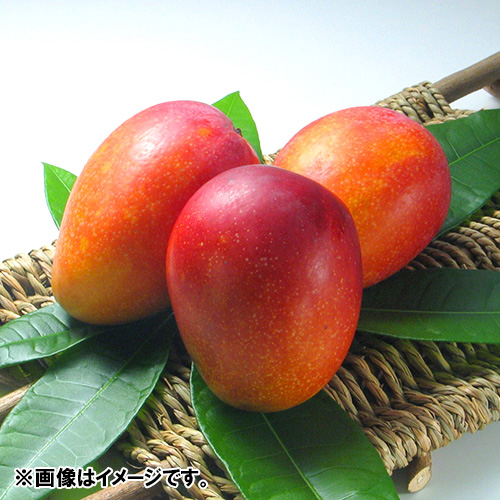 【送料込】＜宮古島産＞倫果樹園 アップルマンゴー秀品（2～4玉）1.2kg
