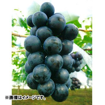 ubNr[gi3`4[jv1.6kgy󒍒ߐ؂F2023/9/5z