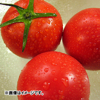 ＜高知県産＞別格徳谷トマト 1kg