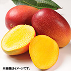 �y�������z���H����y����MIYAZAKI �{��}���S�[�n���̉؁i2L�~2�ʁj�y�󒍒��ߐ؂���F2026/7/21�z