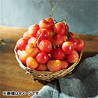 �����V���g���B�Y���嗱�A�����J���`�F���[�i���[�j�A��j3kg�y�󒍒��ߐ؂���F2026/5/31�z