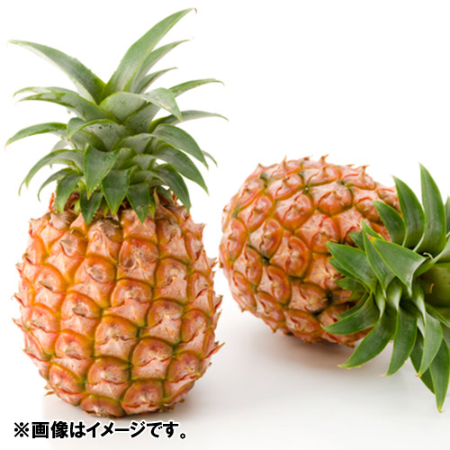 ꌧYs[`pC3y󒍒ߐ؂F2025/4/25z