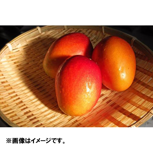 ＜沖縄県産＞琉球列島3島食べ比べマンゴーセット　1.5kg