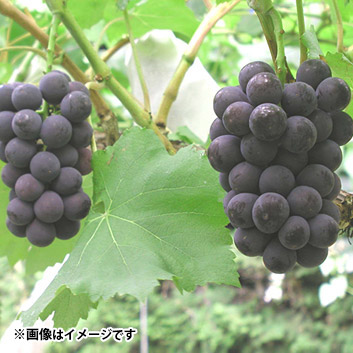 福島県 フルーツのいとう園  「あづましずく」1.5kg(2～4房)