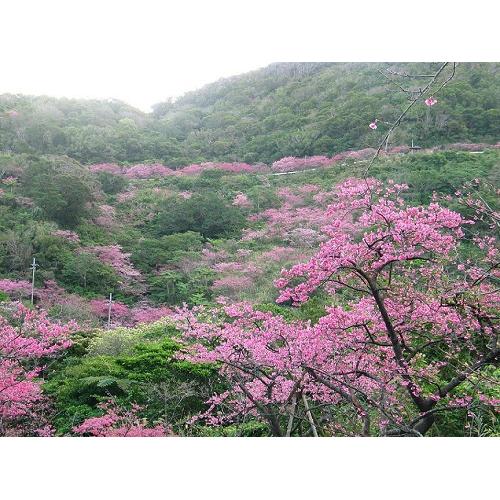 蔵元周辺の様子　本部町八重岳の桜