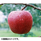 Xgh5kgi񂲁jy󒍒ߐ؂F2025/11/30z