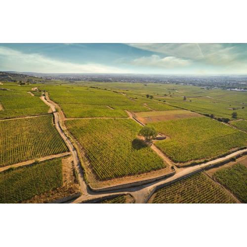 メゾン・ジョゼフ・ドルーアン　畑の空中写真