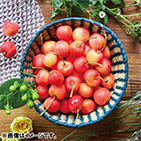 �����e�������[�c�Y�_�����A�����J���`�F���[�i���C�j�A��j4kg�y�󒍒��ߐ؂���F2026/6/25�z