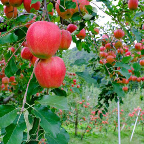 りんご生育イメージ