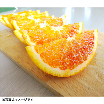 希望の島 ブラッドオレンジ(タロッコ)【受注締め切り日：2024/4/20】