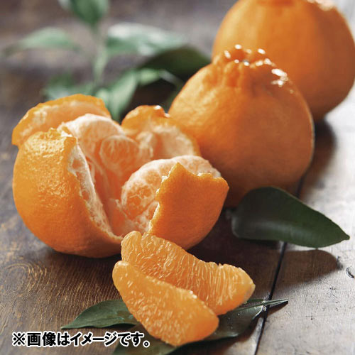 F{YosmΘIn3kg@ϔy󒍒ߐ؂F2026/4/30z