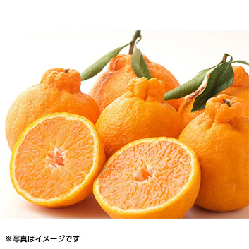 �y�X�y�V�����Z���N�V�����z�s�m��1.4kg�i�f�R�|���j�y�󒍒��ߐ؂���F2026/3/10�z