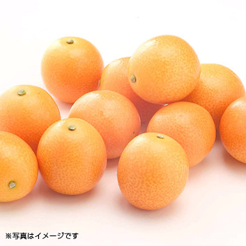 ���F�{���Y�����n�ۂ����肫�񂩂�u�������v 1kg(L~2L)�y�󒍒��ߐ؂���F2026/2/25�z