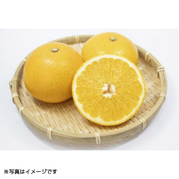 ���a�̎R���Y����� �ؐ��蔪�� 5kg(16~21�ʁj�y�󒍒��ߐ؂���F2026/3/20�z