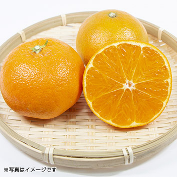 ���啪���Y�������݂Qkg(10�`15�ʁj�y�󒍒��ߐ؂���F2026/3/13�z