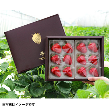 ���n�N���t�g������BERRY�u�ԃZ�b�g�v�Q�T�O���~�Q�p�b�N�y�󒍒��ߐ؂���F2026�^2�^27�z