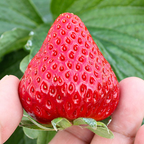 ���i�C���[�W