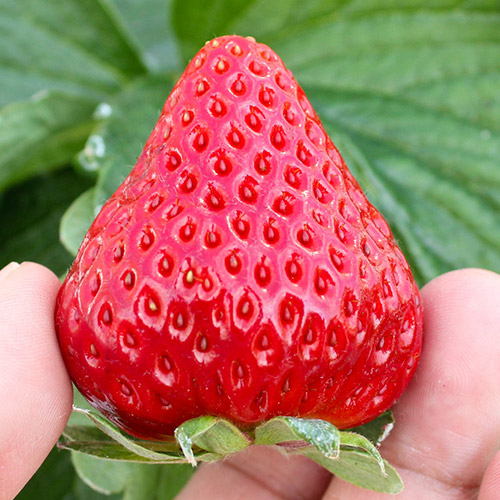 ���i�C���[�W�i�������j