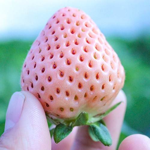 ���i�C���[�W�i���������j