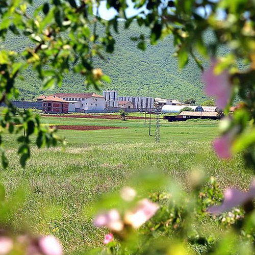 �����̎}�����Ƀ��C�i���[