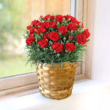 �y2026�N��̓��z����ꉀ�|���J�[�l�[�V�����i�ԁj�y�󒍒��ߐ؂�F2026/5/4�z