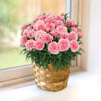 �y2026�N��̓��z����ꉀ�|���J�[�l�[�V�����i�s���N�j�y�󒍒��ߐ؂�F2026/5/4�z