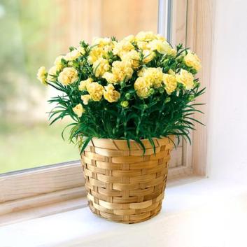 �y2026�N��̓��z����ꉀ�|���J�[�l�[�V�����i�C�G���[�j�y�󒍒��ߐ؂�F2026/5/4�z