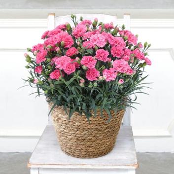 �y2026�N��̓��z����ꉀ�|���v���~�A���J�[�l�[�V�����i�s���N�j�y�󒍒��ߐ؂�F2026/5/4�z