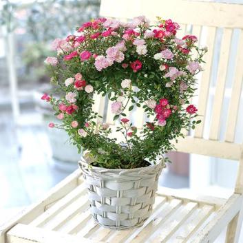 �y2026�N��̓��z����ꉀ�|����o��MIX�����O�d���āy�󒍒��ߐ؂�F2026/5/4�z