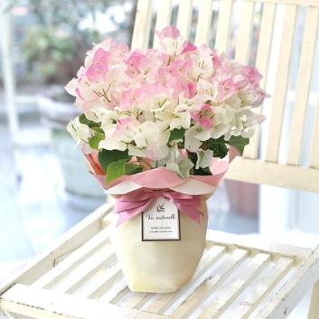 �y2026�N��̓��z����ꉀ�|���u�[�Q���r���A�@�s���N�O���f�[�V�����y�󒍒��ߐ؂�F2026/5/4�z