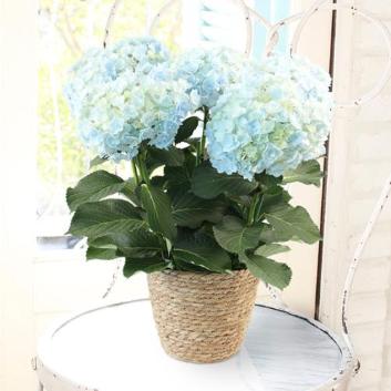 �y2026�N��̓��z����ꉀ�|���n�C�h�����W�A�@�T�t�@�C�A�N�C�[���y�󒍒��ߐ؂�F2026/5/4�z