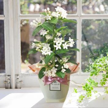 �y2026�N��̓��z����ꉀ�|���}�_�K�X�J���W���X�~���y�󒍒��ߐ؂�F2026/5/4�z