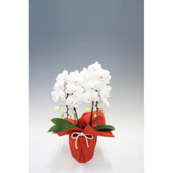 �y��̓��t�����[�M�t�g�z�Ӓ����@�z���C�g�V���N�@2�{���i�~�f�B�j�y�󒍒��ߐ؂�F2026/5/6�z