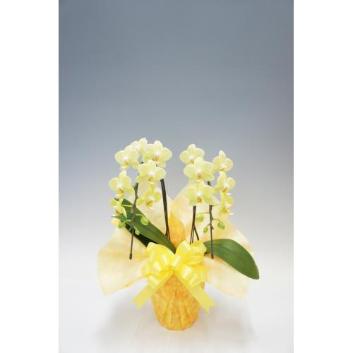 �y��̓��t�����[�M�t�g�z�Ӓ����@�J�i�����@2�{���i�~�f�B�j�y�󒍒��ߐ؂�F2026/5/6�z