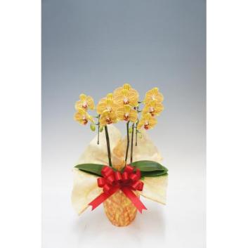 �y��̓��t�����[�M�t�g�z�Ӓ����@�[�P�@2�{���i�~�f�B�j�y�󒍒��ߐ؂�F2026/5/6�z