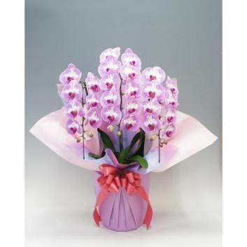 �y��̓��t�����[�M�t�g�z�Ӓ����@�v�����Z�X���[�Y�@3�{���i����ցj�y�󒍒��ߐ؂�F2026/5/6�z