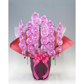 �y��̓��t�����[�M�t�g�z�Ӓ����@�t�@�[�X�g���f�B�@3�{���i��ցj�y�󒍒��ߐ؂�F2026/5/6�z