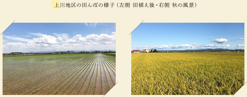 上川地区の田んぼの様子（左側 田植え後・右側 秋の風景）