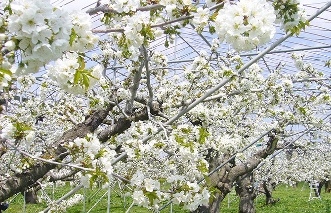 ڂ̈Ă̐e V Tenko Orchards