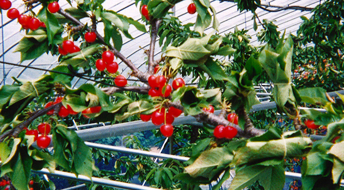 Oshino Farm _ R`V