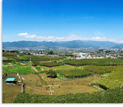 創業131年、現存する日本最古のワイナリー