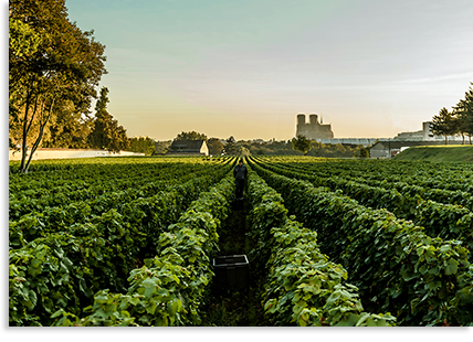 50�����O�����E�N�������v���~�G�E�N���� �� �u�h�E�ւ̂������