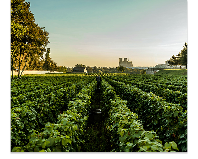 50�����O�����E�N�������v���~�G�E�N���� �� �u�h�E�ւ̂������