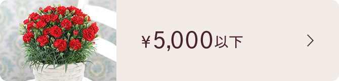 ￥5,000ȉ